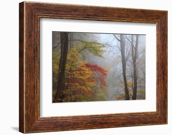 Fog and Fall Foliage, Smoky Mountains National Park, Tennessee, USA-Joanne Wells-Framed Photographic Print