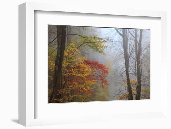 Fog and Fall Foliage, Smoky Mountains National Park, Tennessee, USA-Joanne Wells-Framed Photographic Print