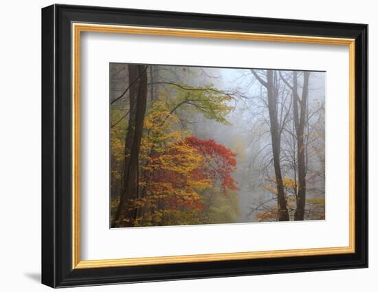 Fog and Fall Foliage, Smoky Mountains National Park, Tennessee, USA-Joanne Wells-Framed Photographic Print