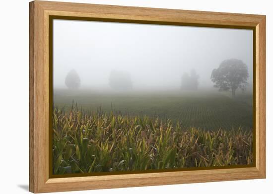 Fog and Farmland Near Hamilton, Waikato, North Island, New Zealand-David Wall-Framed Premier Image Canvas