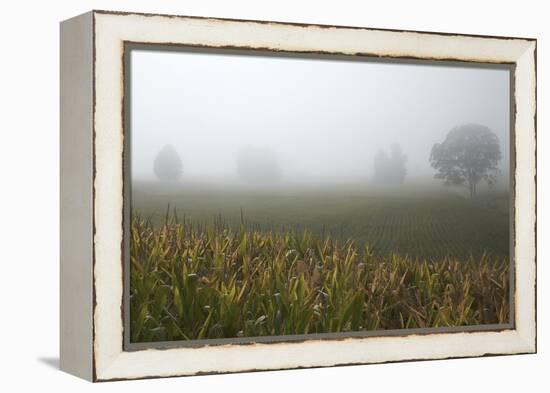 Fog and Farmland Near Hamilton, Waikato, North Island, New Zealand-David Wall-Framed Premier Image Canvas