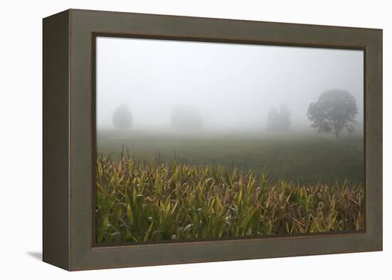 Fog and Farmland Near Hamilton, Waikato, North Island, New Zealand-David Wall-Framed Premier Image Canvas