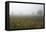 Fog and Farmland Near Hamilton, Waikato, North Island, New Zealand-David Wall-Framed Premier Image Canvas