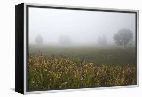 Fog and Farmland Near Hamilton, Waikato, North Island, New Zealand-David Wall-Framed Premier Image Canvas