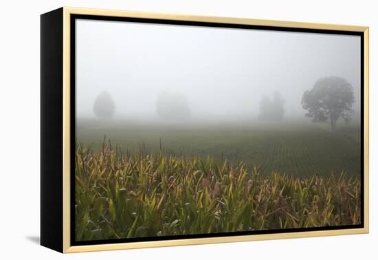 Fog and Farmland Near Hamilton, Waikato, North Island, New Zealand-David Wall-Framed Premier Image Canvas