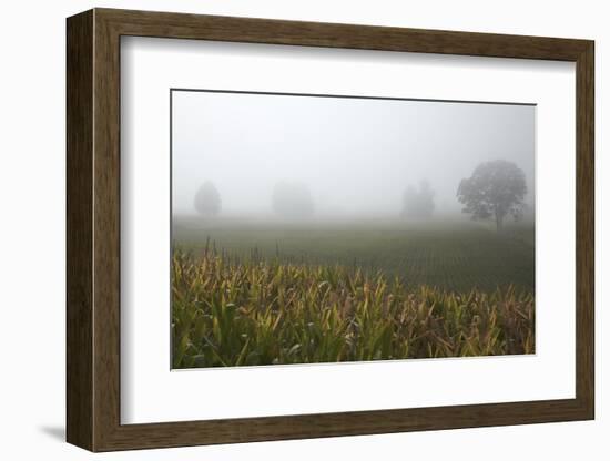 Fog and Farmland Near Hamilton, Waikato, North Island, New Zealand-David Wall-Framed Photographic Print