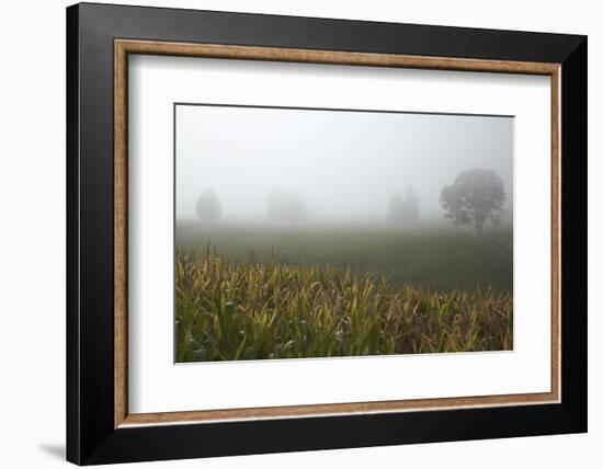 Fog and Farmland Near Hamilton, Waikato, North Island, New Zealand-David Wall-Framed Photographic Print