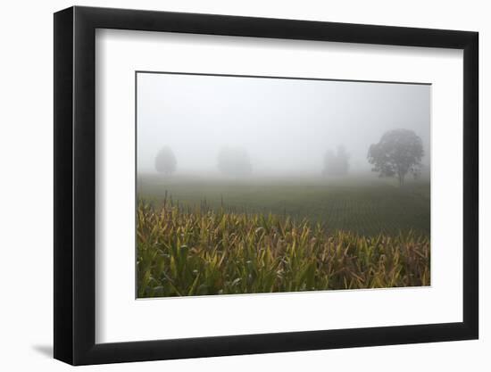 Fog and Farmland Near Hamilton, Waikato, North Island, New Zealand-David Wall-Framed Photographic Print