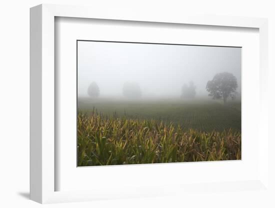 Fog and Farmland Near Hamilton, Waikato, North Island, New Zealand-David Wall-Framed Photographic Print