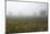 Fog and Farmland Near Hamilton, Waikato, North Island, New Zealand-David Wall-Mounted Photographic Print