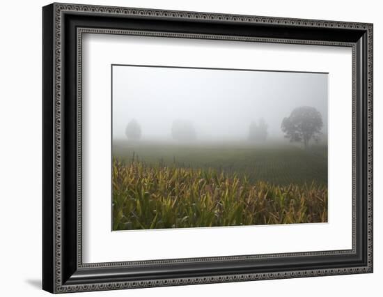 Fog and Farmland Near Hamilton, Waikato, North Island, New Zealand-David Wall-Framed Photographic Print