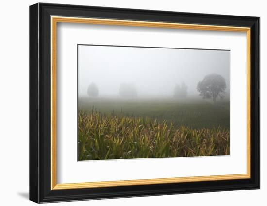 Fog and Farmland Near Hamilton, Waikato, North Island, New Zealand-David Wall-Framed Photographic Print