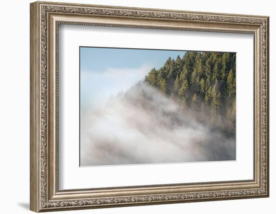 Fog and Forest I-Alan Majchrowicz-Framed Photographic Print