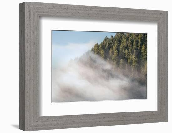 Fog and Forest I-Alan Majchrowicz-Framed Photographic Print