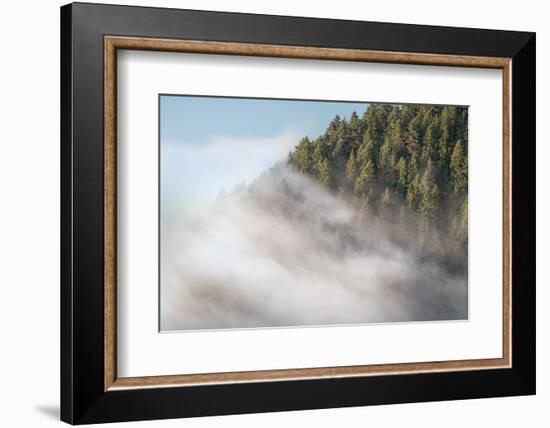 Fog and Forest I-Alan Majchrowicz-Framed Photographic Print