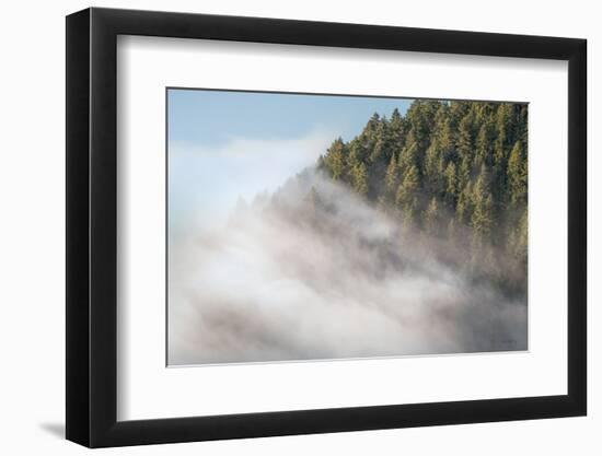 Fog and Forest I-Alan Majchrowicz-Framed Photographic Print