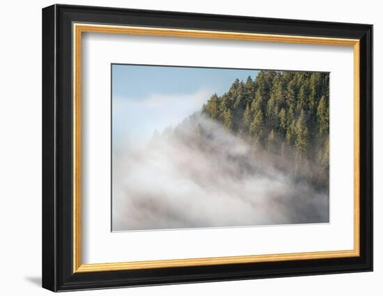 Fog and Forest I-Alan Majchrowicz-Framed Photographic Print