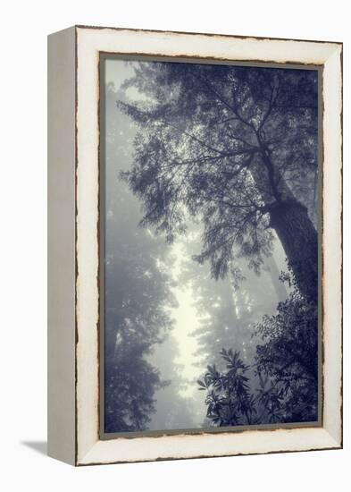 Fog and Forest Portrait-Vincent James-Framed Premier Image Canvas