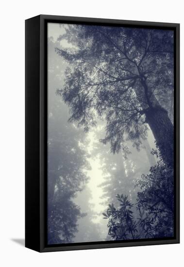 Fog and Forest Portrait-Vincent James-Framed Premier Image Canvas