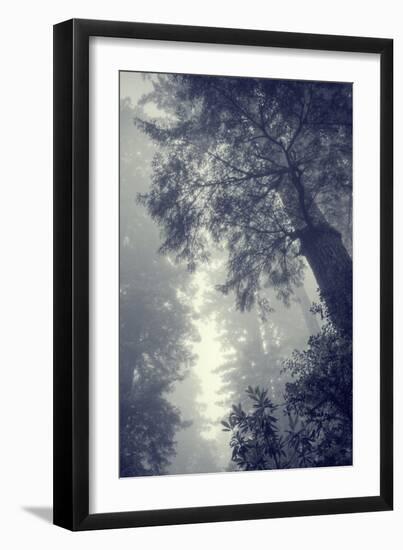 Fog and Forest Portrait-Vincent James-Framed Photographic Print