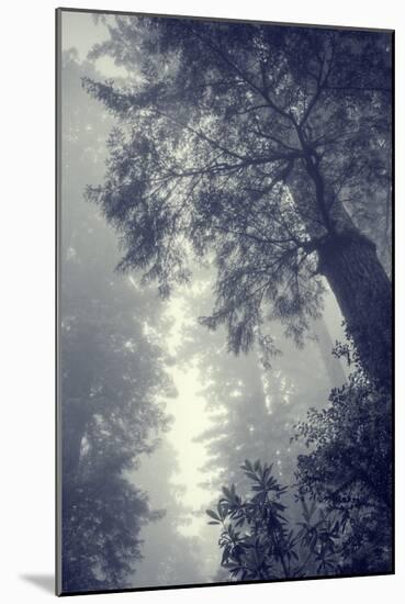Fog and Forest Portrait-Vincent James-Mounted Photographic Print