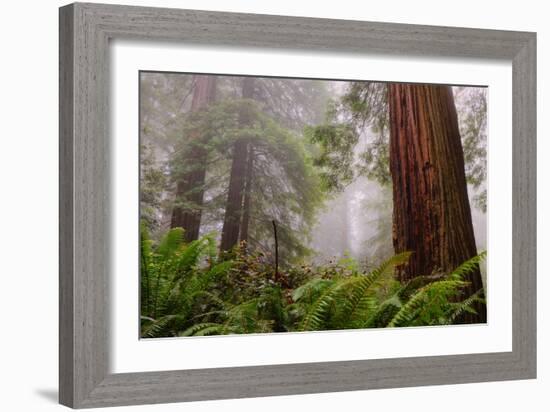 Fog and Redwood Grove, California Coast-Vincent James-Framed Premium Photographic Print