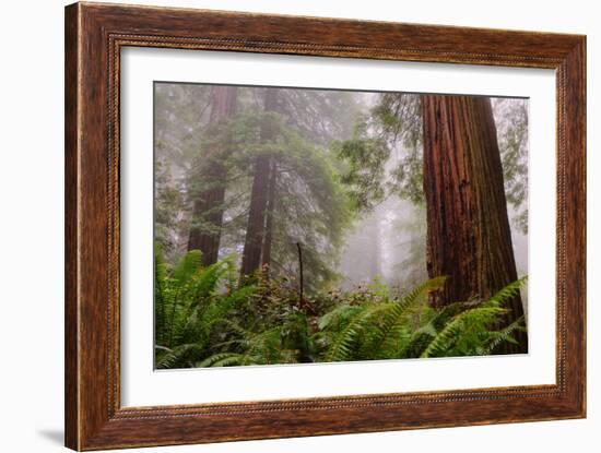 Fog and Redwood Grove, California Coast-Vincent James-Framed Premium Photographic Print