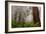 Fog and Redwood Grove, California Coast-Vincent James-Framed Premium Photographic Print