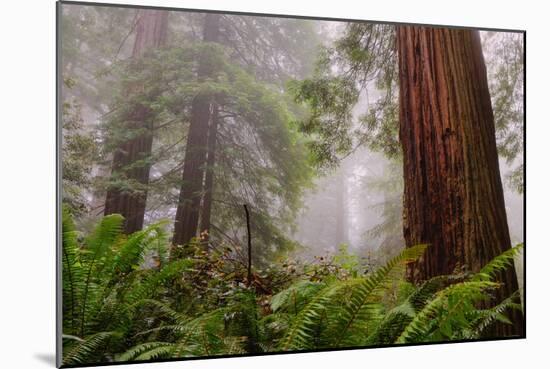 Fog and Redwood Grove, California Coast-Vincent James-Mounted Photographic Print