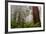 Fog and Redwood Grove, California Coast-Vincent James-Framed Photographic Print