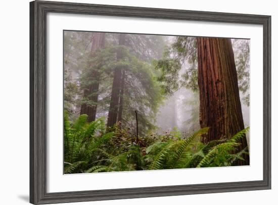 Fog and Redwood Grove, California Coast-Vincent James-Framed Photographic Print