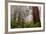 Fog and Redwood Grove, California Coast-Vincent James-Framed Photographic Print