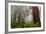 Fog and Redwood Grove, California Coast-Vincent James-Framed Photographic Print