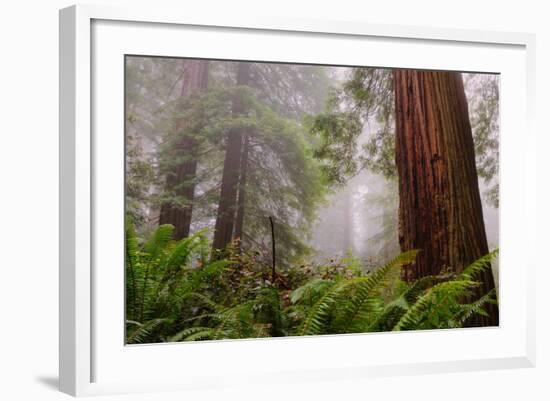 Fog and Redwood Grove, California Coast-Vincent James-Framed Photographic Print