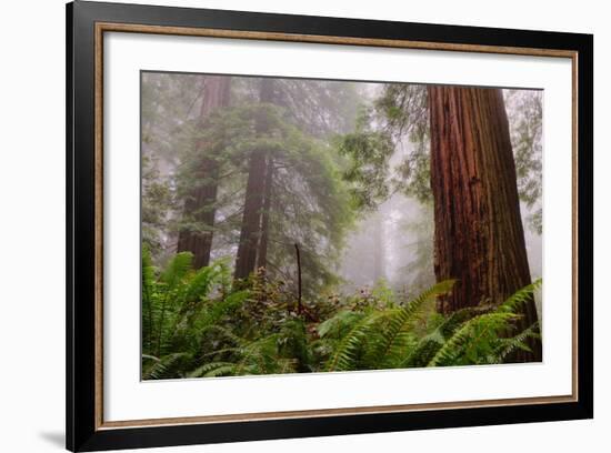 Fog and Redwood Grove, California Coast-Vincent James-Framed Photographic Print