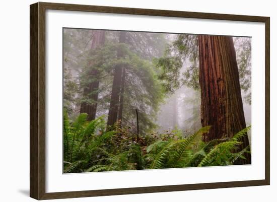 Fog and Redwood Grove, California Coast-Vincent James-Framed Photographic Print