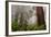 Fog and Redwood Grove, California Coast-Vincent James-Framed Photographic Print