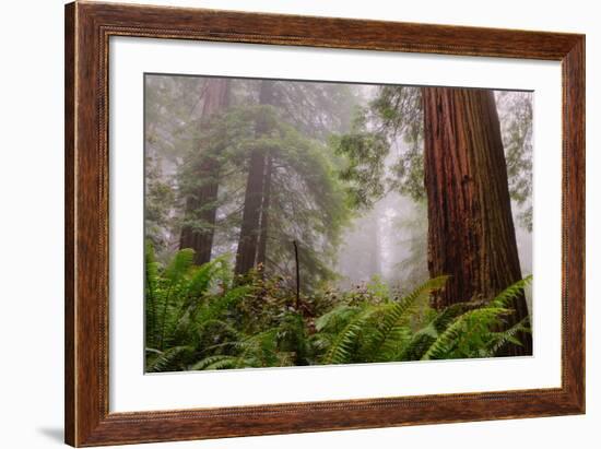 Fog and Redwood Grove, California Coast-Vincent James-Framed Photographic Print