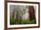 Fog and Redwood Grove, California Coast-Vincent James-Framed Photographic Print