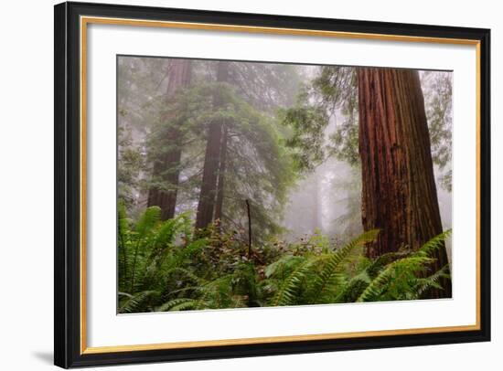 Fog and Redwood Grove, California Coast-Vincent James-Framed Photographic Print