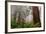 Fog and Redwood Grove, California Coast-Vincent James-Framed Photographic Print