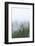 Fog and Spruce Trees near Pybus Bay, Inside Passage, Alaska, USA-Stuart Westmorland-Framed Photographic Print