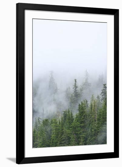 Fog and Spruce Trees near Pybus Bay, Inside Passage, Alaska, USA-Stuart Westmorland-Framed Photographic Print