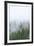 Fog and Spruce Trees near Pybus Bay, Inside Passage, Alaska, USA-Stuart Westmorland-Framed Photographic Print