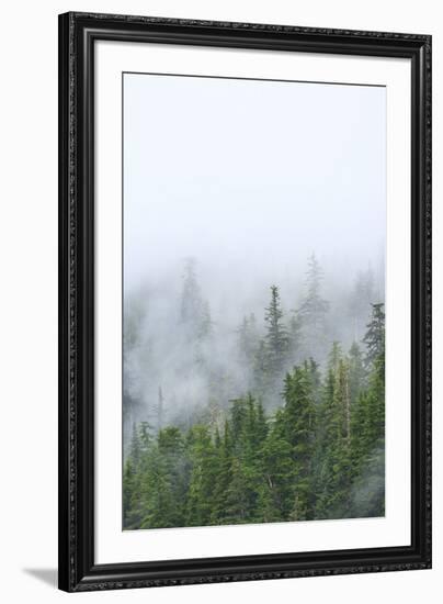 Fog and Spruce Trees near Pybus Bay, Inside Passage, Alaska, USA-Stuart Westmorland-Framed Photographic Print