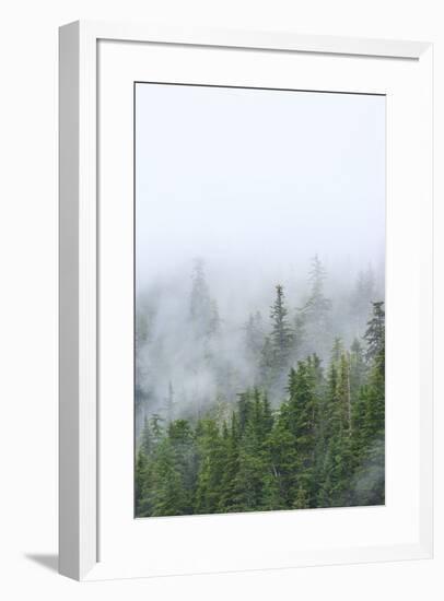 Fog and Spruce Trees near Pybus Bay, Inside Passage, Alaska, USA-Stuart Westmorland-Framed Photographic Print
