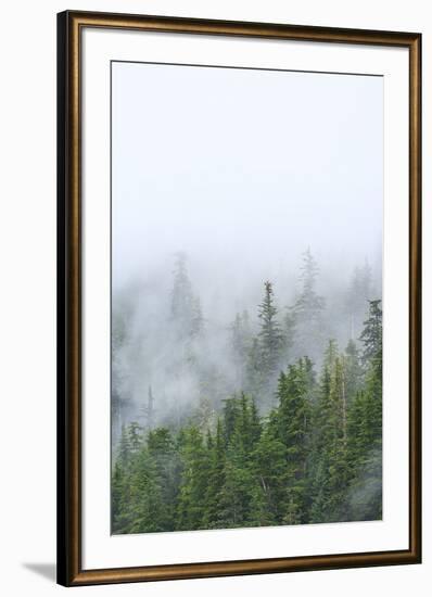 Fog and Spruce Trees near Pybus Bay, Inside Passage, Alaska, USA-Stuart Westmorland-Framed Photographic Print