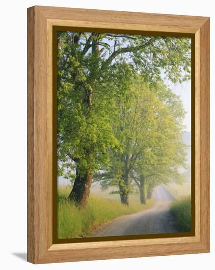 Fog Covered Road, Cades Cove, Great Smoky Mountains National Park, Tennessee, USA-Adam Jones-Framed Premier Image Canvas