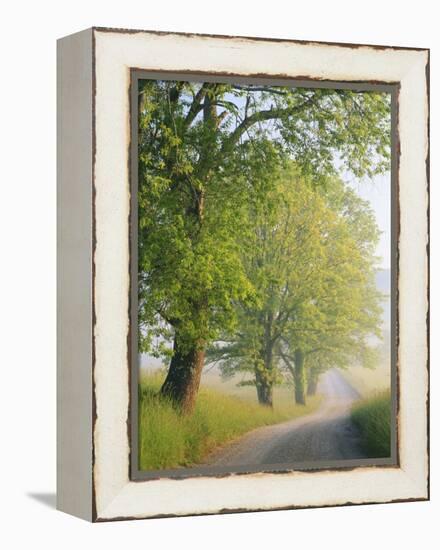 Fog Covered Road, Cades Cove, Great Smoky Mountains National Park, Tennessee, USA-Adam Jones-Framed Premier Image Canvas