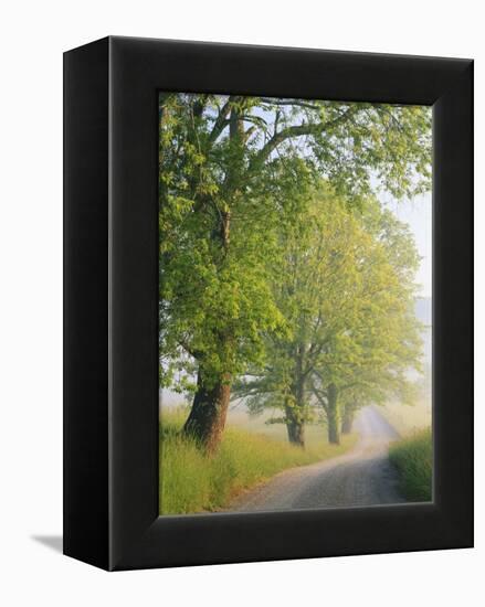 Fog Covered Road, Cades Cove, Great Smoky Mountains National Park, Tennessee, USA-Adam Jones-Framed Premier Image Canvas